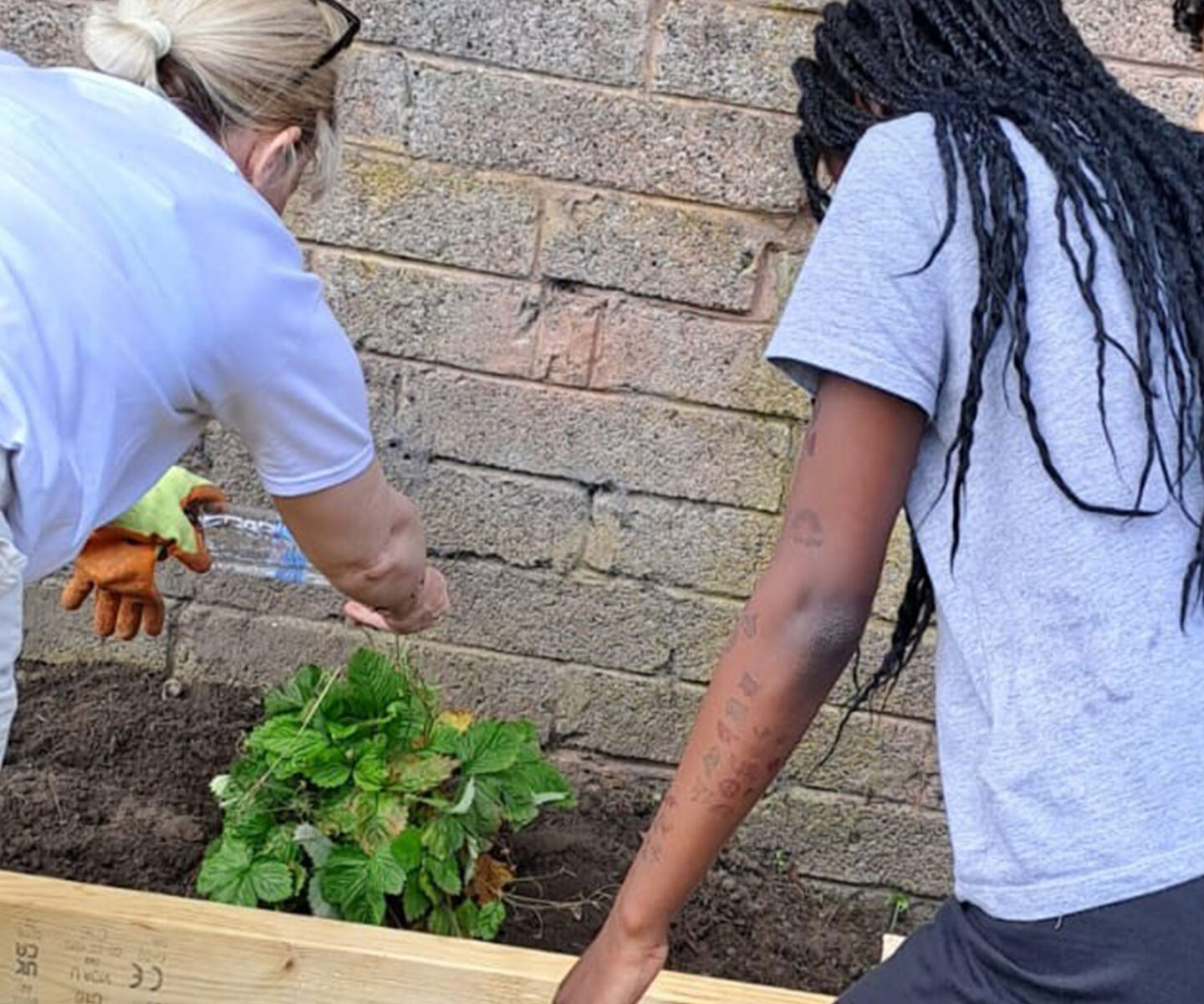A woman and child are planting a green plant in a garden bed. The adult is watering the plant while the child observes.