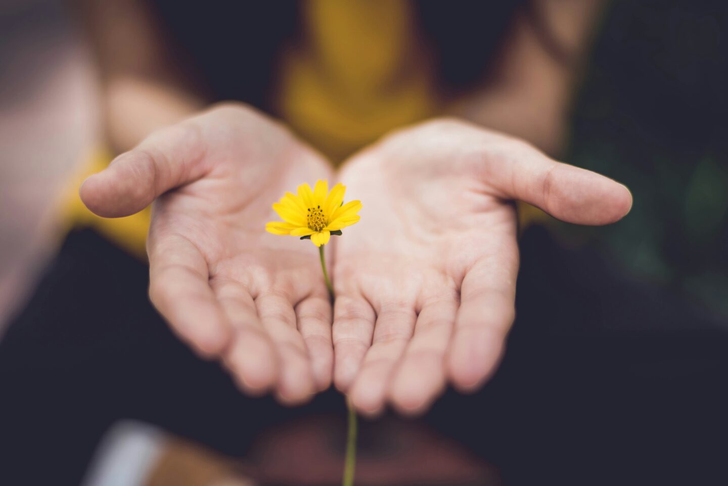 Two open hands are holding a single yellow flower, with a blurred background.